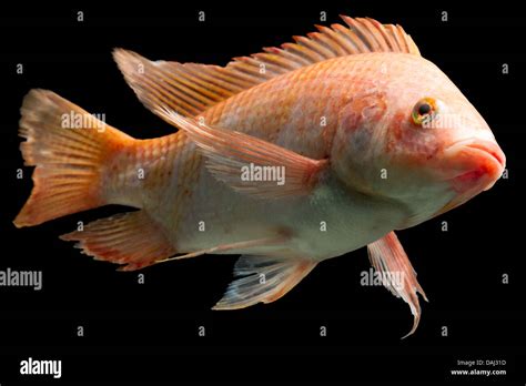 Oreochromis Niloticus Fotografías E Imágenes De Alta Resolución Alamy