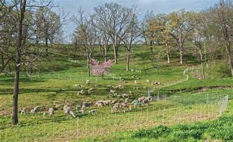 Benefits Of Rotational Grazing