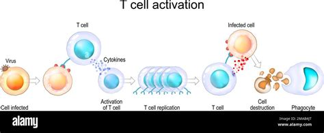 Activation des leucocytes La cellule T rencontre son antigène cognac à