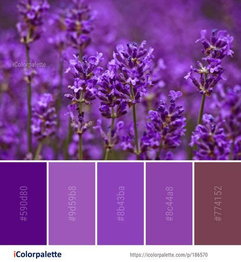 54 Best Lavender Color Palettes Ideas Lavender Color Palette Purple