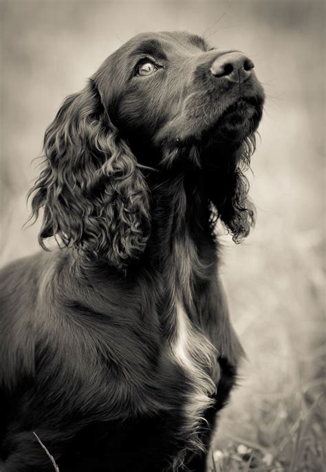 Pin by Janine Higham on Spaniel dog | Black cocker spaniel, Dogs ...