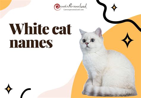 370+ White Cat Names: The Most Comprehensive List Ever