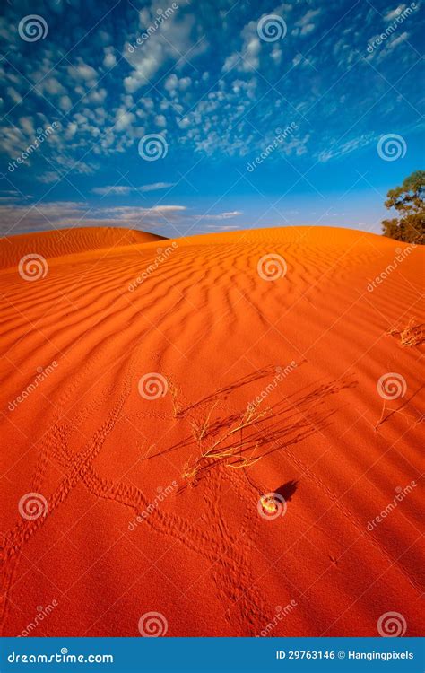 Animal Tracks In Red Sand Dune Stock Photo Image Of Nature Untamed