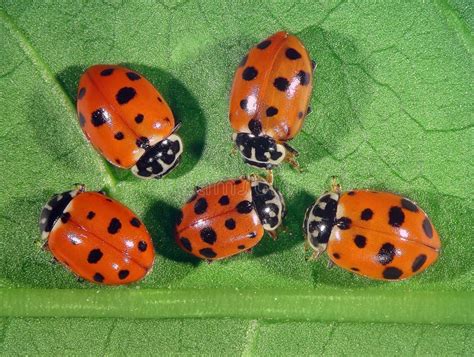 Coccinelle Sur Une Feuille Verte Photo Stock Image Du Comparaison