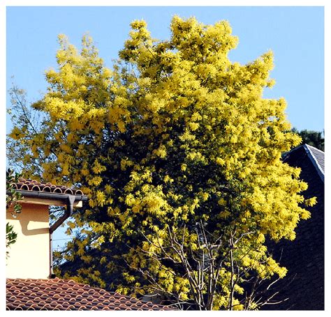 Fotos De Flores Arboles Con Flores
