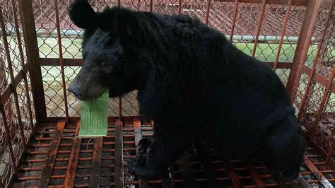 Bear Named Paddington Rescued From Tiny Cage At Bile Farm In Vietnam