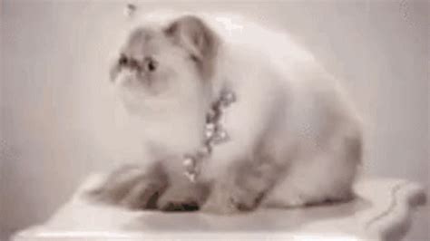 Cat Big Eyes GIF - Cat Big Eyes Warp - Discover & Share GIFs