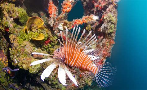 Peixe Le O Avistado Em Fernando De Noronha