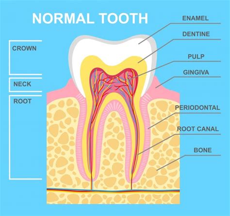 𝐏𝐞𝐫𝐢𝐨𝐝𝐨𝐧𝐭𝐚𝐥 𝐥𝐢𝐠𝐚𝐦𝐞𝐧𝐭 🦷 𝐅𝐨𝐫𝐞𝐬𝐭 And 𝐑𝐚𝐲 😊 𝐃𝐞𝐧𝐭𝐢𝐬𝐭𝐬 𝐎𝐫𝐭𝐡𝐨𝐝𝐨𝐧𝐭𝐢𝐬𝐭𝐬 𝐈𝐦𝐩𝐥𝐚𝐧𝐭 𝐒𝐮𝐫𝐠𝐞𝐨𝐧𝐬