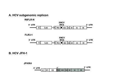 Genomic Structure Of Hcv Replicons Used In This Study A R Flr N