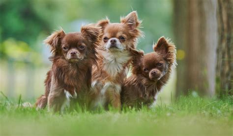 Como Escolher A Melhor Ra A De Cachorro Encontre O Companheiro