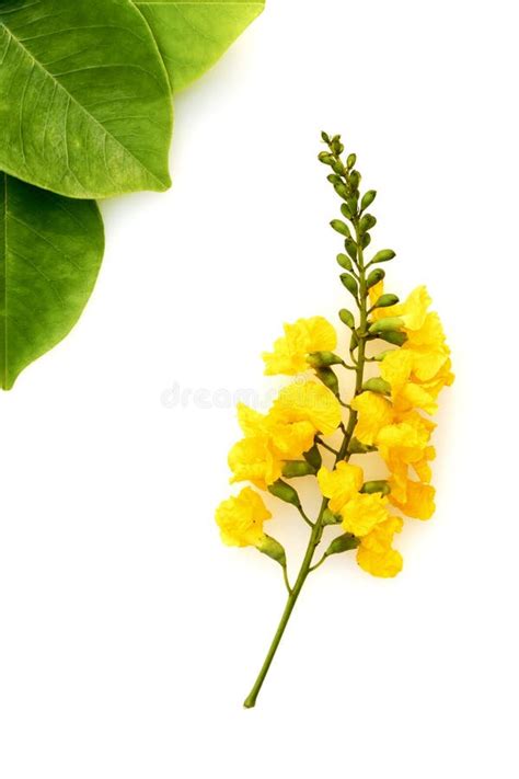 188 Padauk Flower Stock Photos - Free & Royalty-Free Stock Photos from Dreamstime