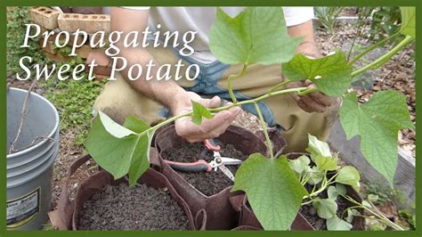 Planting Sweet Potatoes Slips From A Volunteer Plant Youtube