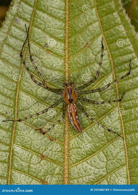 Adult Male Lynx Spider Stock Image Image Of Lynx Wild 255480189