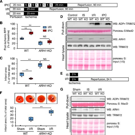 Ischemia Reperfusion Injury Enhanced Adp Ribosylation Of Trim In