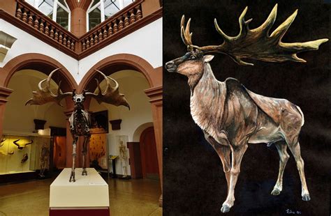 Ancient Deer Of The Pleistocene Epoch