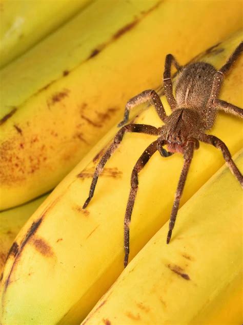 Laraign E Banane Une Alli E Inattendue Contre Les Troubles De L