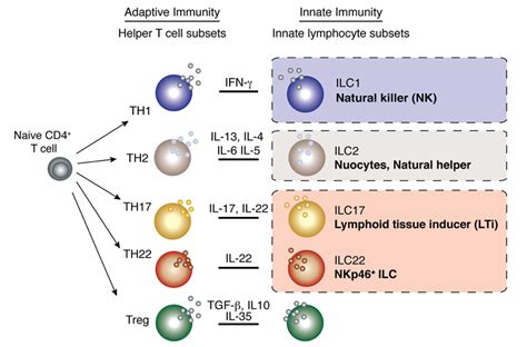 Gallery For > T Lymphocytes Differentiation