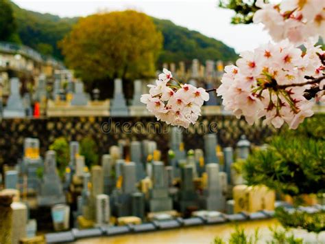 HAKONE, JAPAN - JULY 02, 2017: Close Up of a Cherry Blossoms in ...