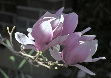 Winter Magnolia Free Stock Photo Public Domain Pictures