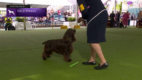 Spaniels Field Breed Judging 2023 YouTube