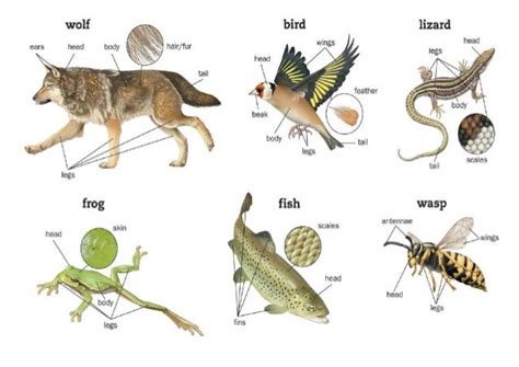 Vertebrates