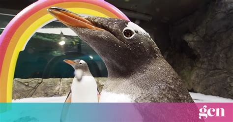 One Half Of World Famous Gay Penguin Couple Passes Away Gcn