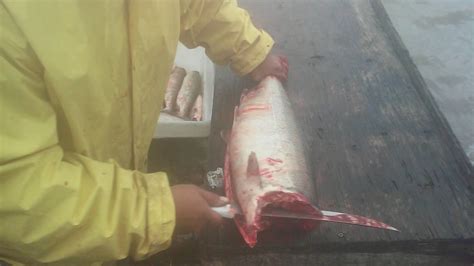 Cutting Chum Salmon On The Yukon River Youtube