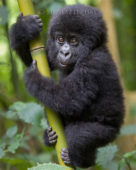 Cute Baby Gorilla Pictures