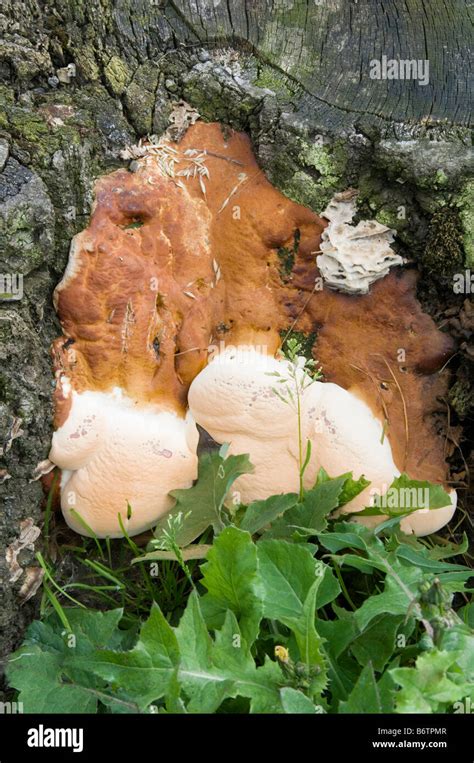 Fungus On Dead Tree Stump Root Decay Decaying Rot Rotting Stock Photo