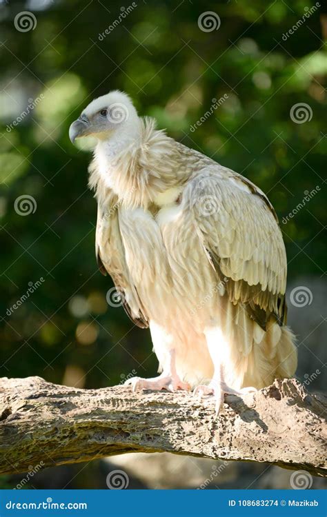 Himalayan griffon vulture stock photo. Image of grandiose - 108683274