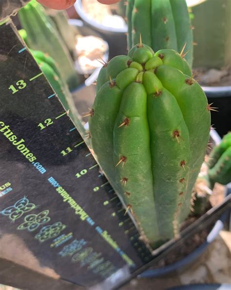 Yowie — 12 inch tip