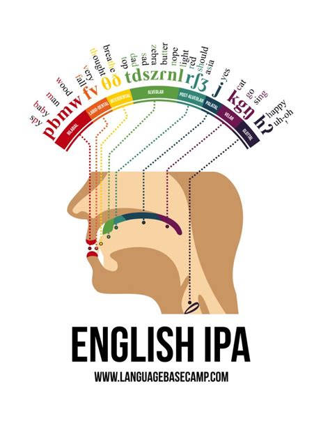 Simon Kuestenmacher On Twitter Infographic Shows Where In Your Mouth