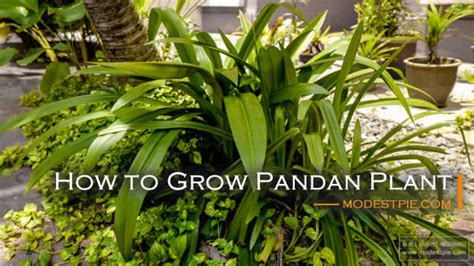 How To Grow Pandan Plant Health Benefits Modest Pie