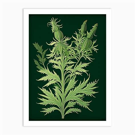 Mugwort Herb Vintage Botanical Art Print By Herbaceous Hues Fy