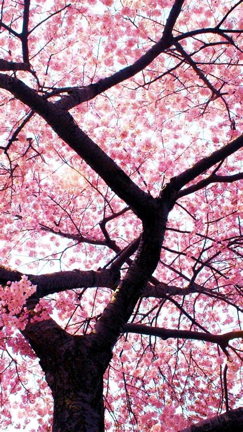 720P Descarga gratis Flor de cerezo japón árboles Fondo de