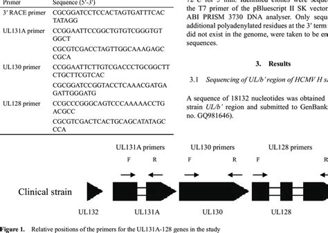 Primers Used For Pcr Amplifi Cation Of Hcmv Ul A Ul And Ul