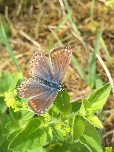 Common blue - #4 Butterfly challenge - Wild Ireland Tour