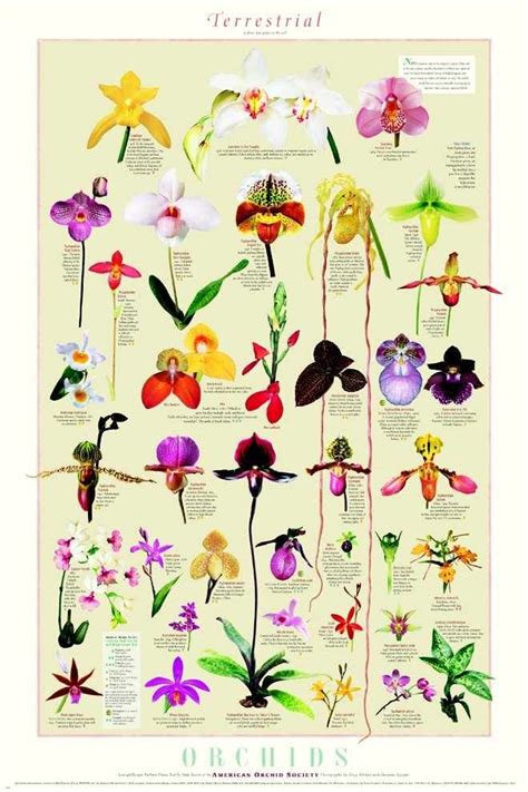 Identify Orchid Types