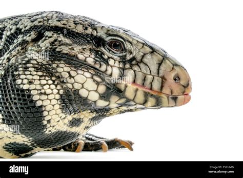 Closeup Black White Argentine Tegu Hi Res Stock Photography And Images