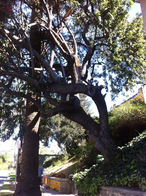 Large Tree Supported By Palm Trunk Root Simple