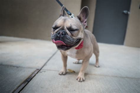 15 Of The Frenchiest French Dog Breeds For Bastille Day The Dog