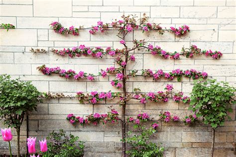 How To Care for Espaliered Trees - This Old House