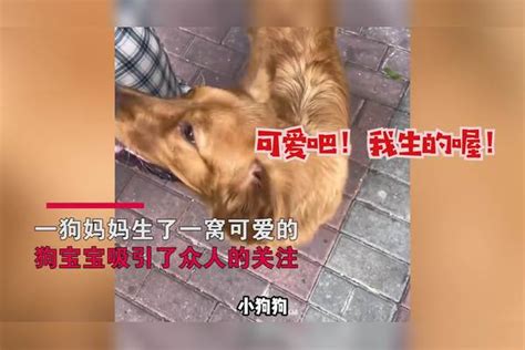 主人抱着狗崽夸个不停，狗妈在一旁满脸自豪：可爱吧！我生的喔！狗妈狗崽主人