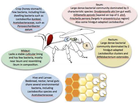 Figure From Genomics Of The Honey Bee Microbiome Semantic Scholar