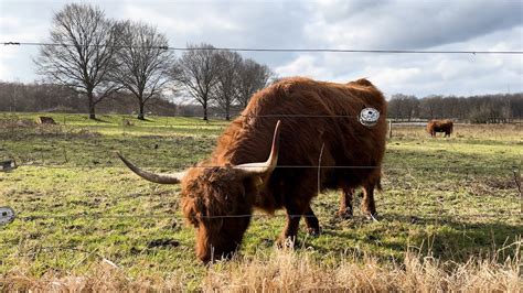 Op Zoek Naar Pluizige Kalfjes In De Broekpolder Youtube