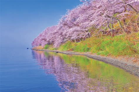 Cherry Blossom 2022 (Top 5 Spots in Kansai-Wakayama, Kyoto, Nara, Shiga ...