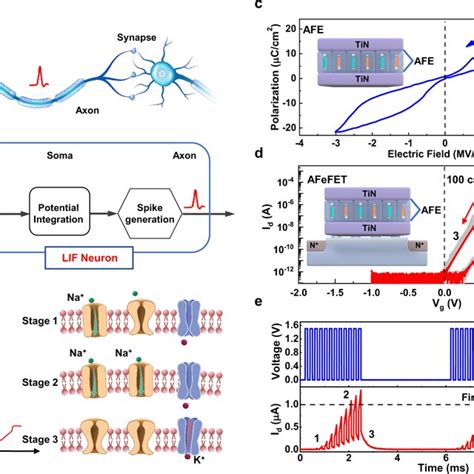 Leaky Integrate And Fire Dynamic Of Biological Neuron Vs Afefet