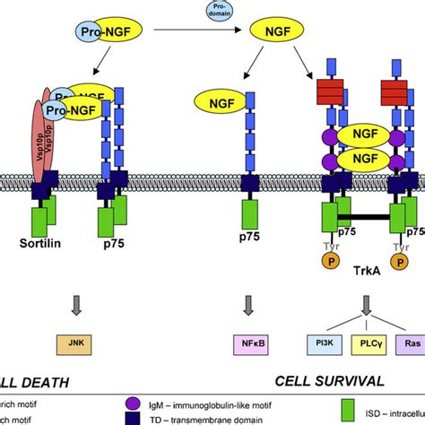 Major Ngf Signaling Pathways In Neurons Signals Emanating From Ngf