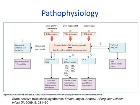 Pediatric Intern Seminar Streptococcal Toxic Shock Syndrome Stss